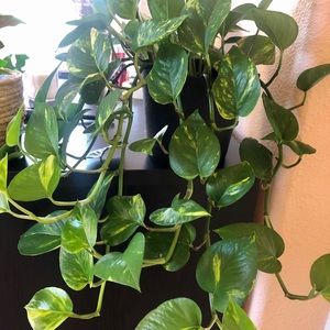 Golden Pothos Cutting